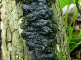 Exidia nigricans image