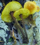 Xeromphalina tenuipes image