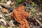 Gyromitra brunnea image