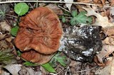 Gyromitra brunnea image