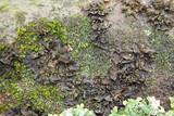 Collema pulcellum image