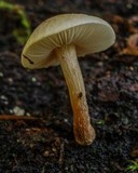 Collybia bakerensis image