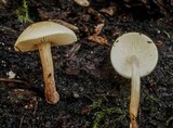 Collybia bakerensis image