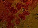 Collybia bakerensis image