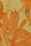 Collybia bakerensis image
