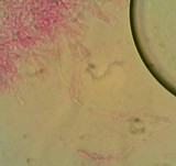 Collybia bakerensis image