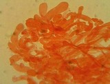 Collybia bakerensis image