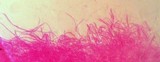 Collybia bakerensis image