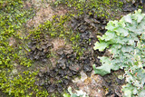 Collema pulcellum image
