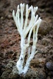 Clavulina subrugosa image