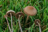 Panaeolus cinctulus image