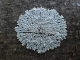 Physcia clementei image