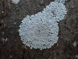 Physcia clementei image