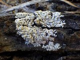 Physcia tribacioides image