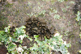 Collema pulcellum image