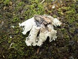 Parmotrema hypoleucinum image