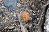 Morchella americana image