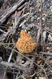 Morchella americana image