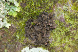 Collema pulcellum image