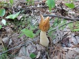 Morchella punctipes image