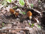 Morchella punctipes image