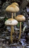 Psathyrella rugocephala image