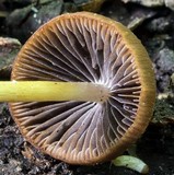 Psathyrella rugocephala image