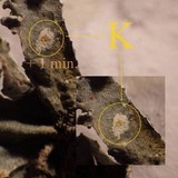 Parmotrema hypoleucinum image