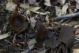 Peziza phyllogena image