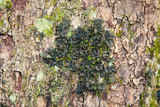 Collema pulcellum image