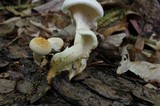 Neolentinus lepideus image