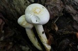 Neolentinus lepideus image