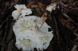 Neolentinus lepideus image