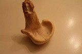 Neolentinus lepideus image
