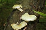 Neolentinus lepideus image