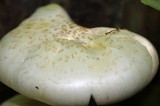 Neolentinus lepideus image
