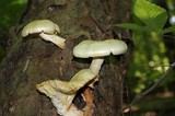 Neolentinus lepideus image