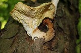 Neolentinus lepideus image