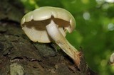 Neolentinus lepideus image