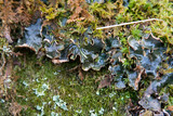 Peltigera polydactylon image