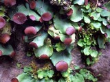 Peltigera venosa image
