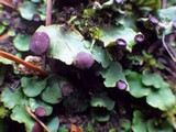 Peltigera venosa image