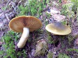 Cortinarius clandestinus image