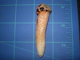 Lysurus periphragmoides image
