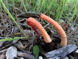Phallus rubicundus image