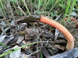 Phallus rubicundus image