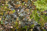 Peltigera polydactylon image