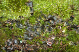 Peltigera polydactylon image