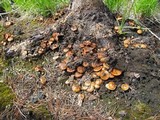 Pholiota highlandensis image