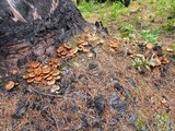 Pholiota highlandensis image
